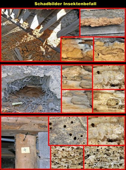 Fototafel Insektenbefall